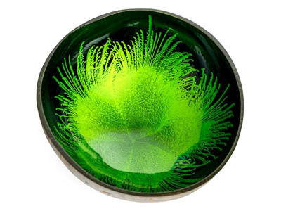 Umweltfreundliches Schalen-Set Handgefertigte Holzschalen Kokosnuss für Suppe Diamantform